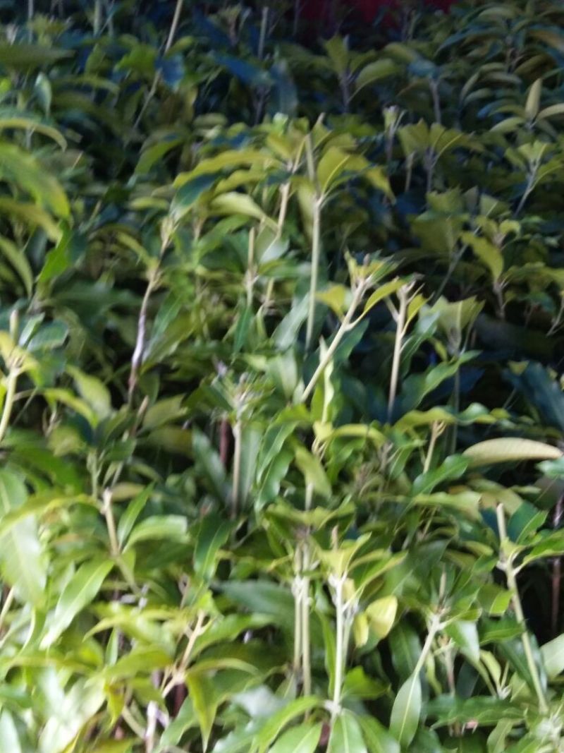 芒果苗台农1m以下