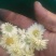 菊花茶