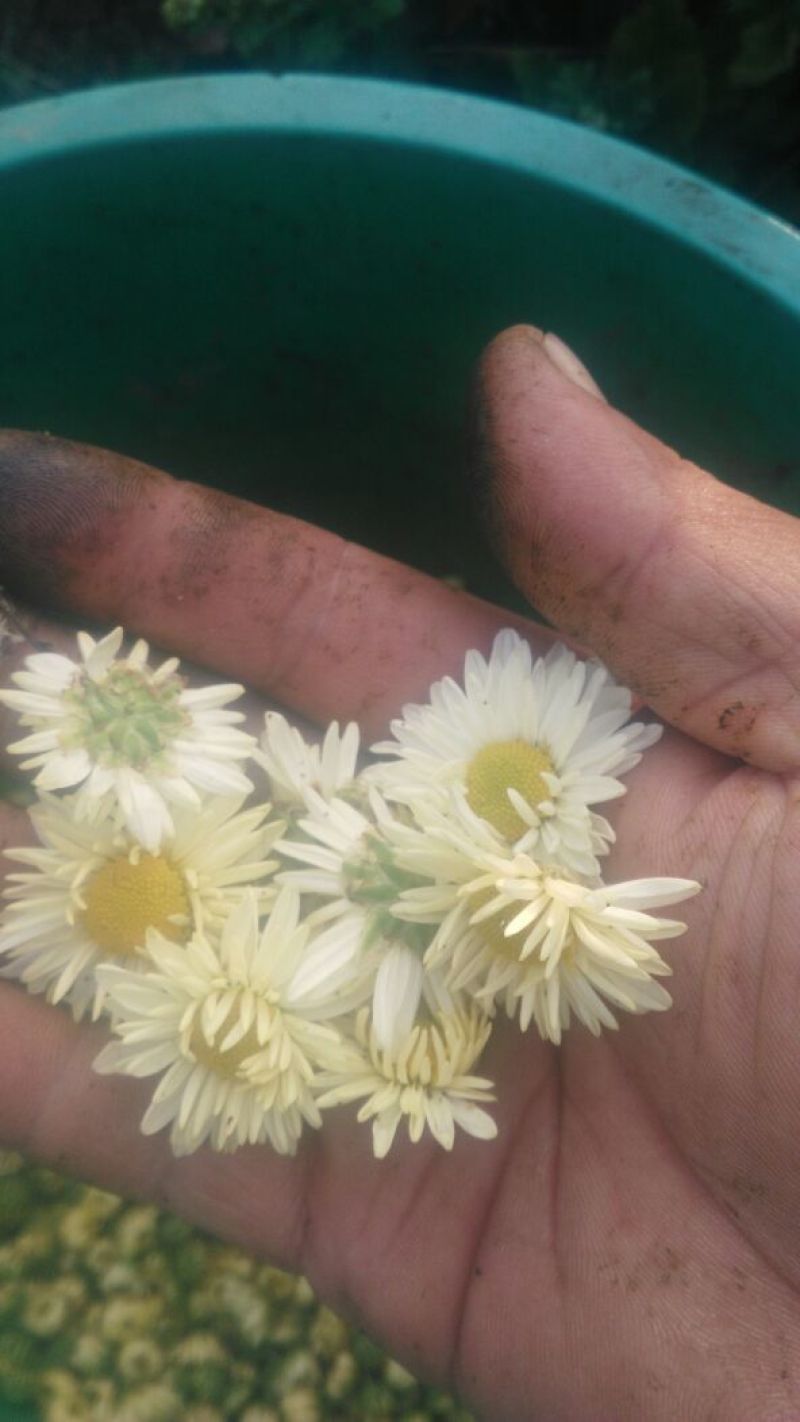 菊花茶