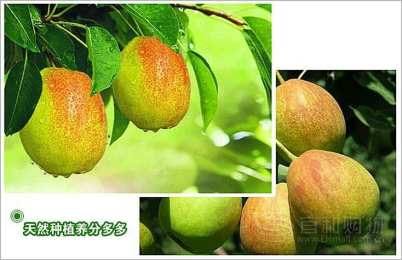 库尔勒香梨100~150g55mm以上母