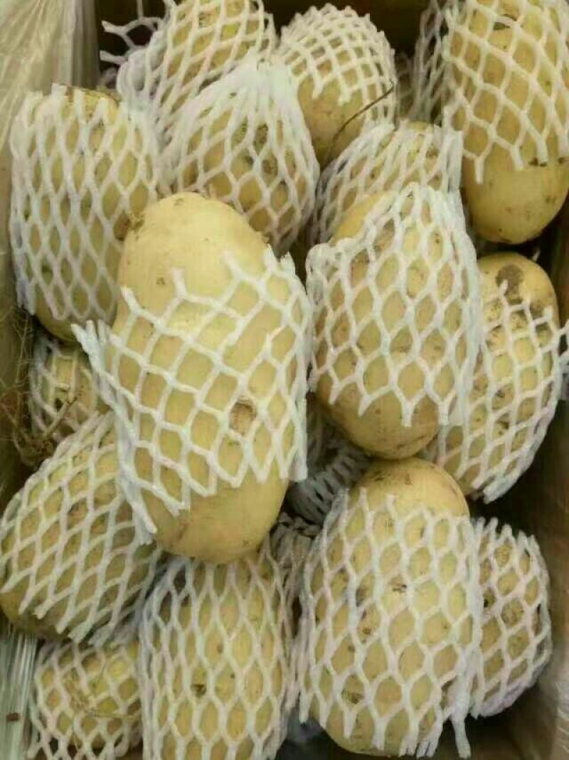 荷兰十五土豆3两以上大量供应各种规格品质的货源。