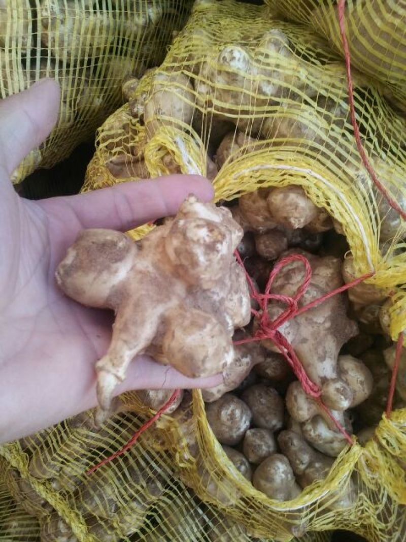 精品菊芋1.5~2两，白皮洋姜/量大从优/欢迎咨询