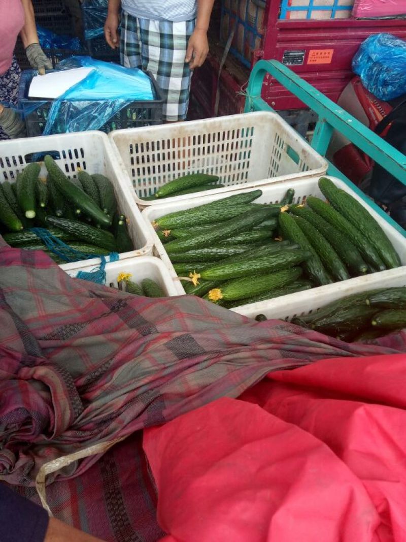 黄瓜25公分以上鲜花带刺大量上市欢迎新老客户