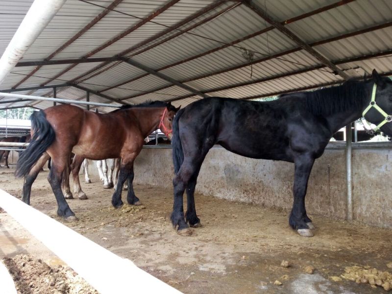 伊犁马200~300kg
