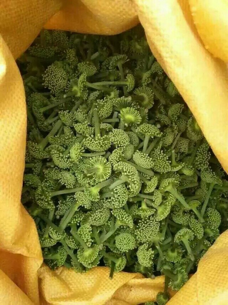 三七花带柄