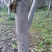 核桃树16~18cm16~18cm2.5~3米