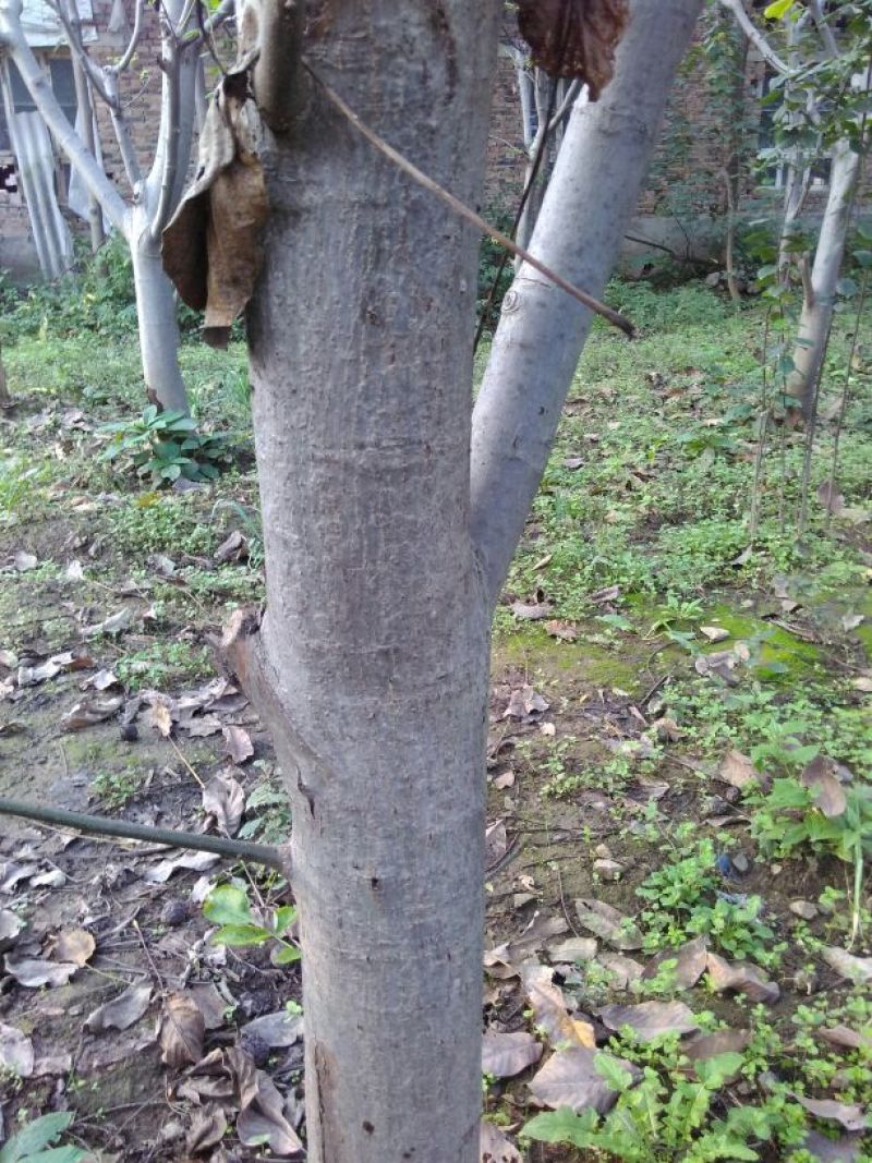核桃树16~18cm16~18cm2.5~3米