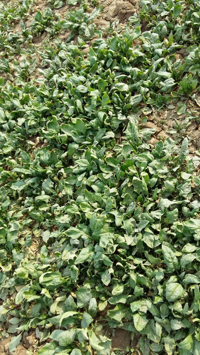 越冬菠菜