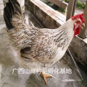 鸡苗