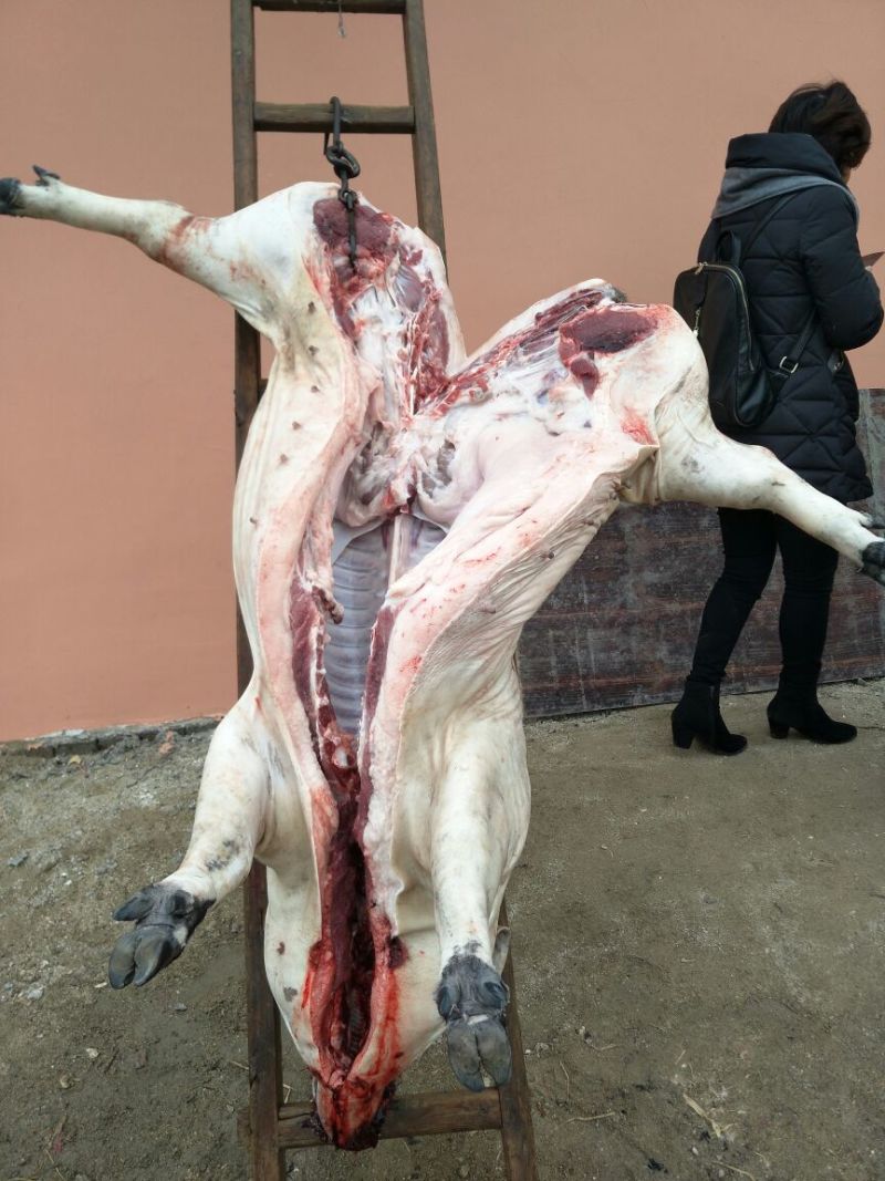 黑猪肉食用后腿肉未加工