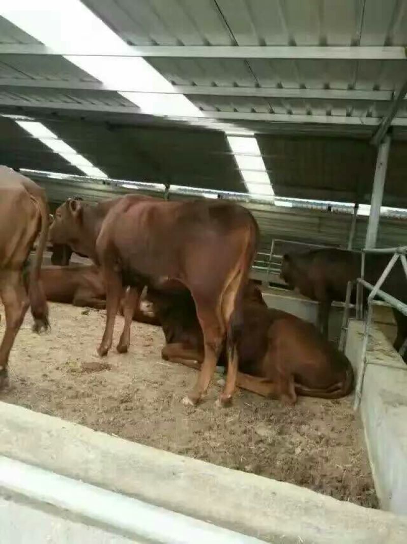 肉牛200~300斤
