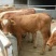 鲁西黄牛犊100~200kg