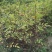 花椒苗1~2年