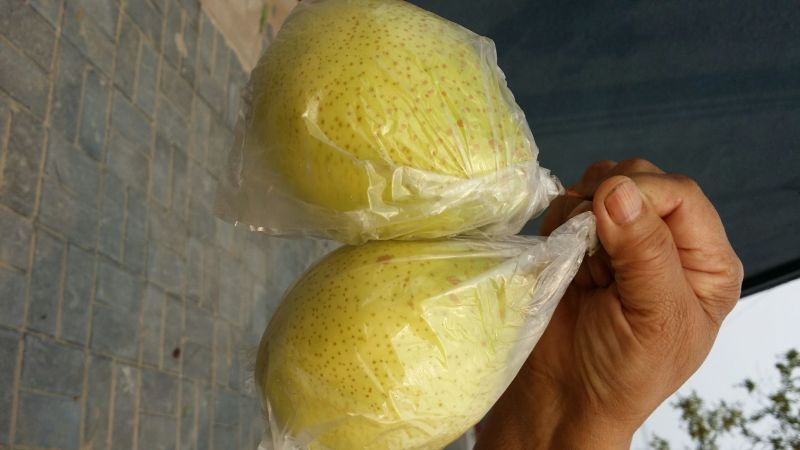鸭梨200~250g膜袋