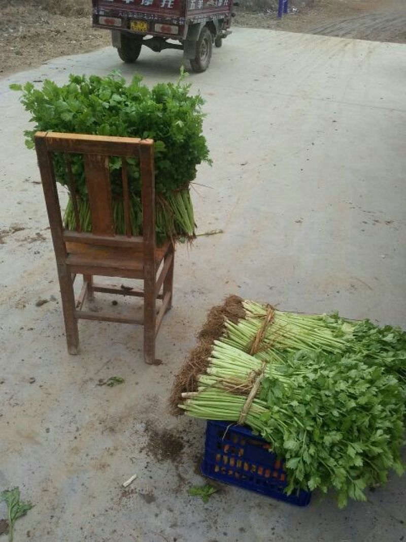 联系我是请说是在一亩田上看到的，产地直供优质小西芹