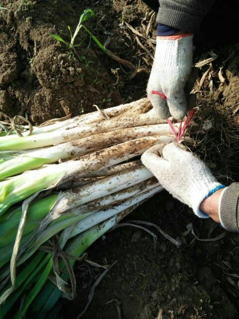章丘大葱40cm以上毛葱3cm左右
