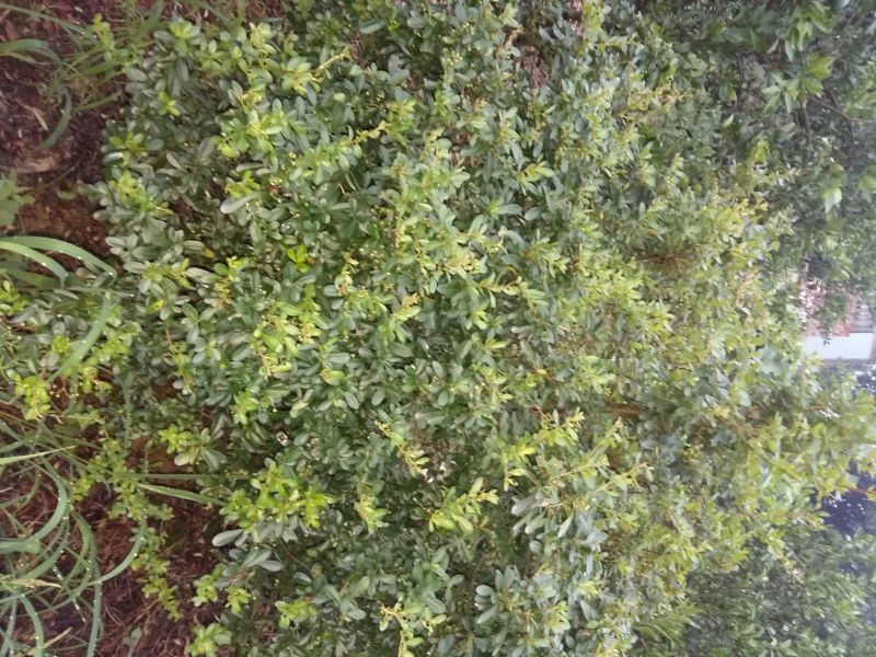 小丑火棘1.5~2m