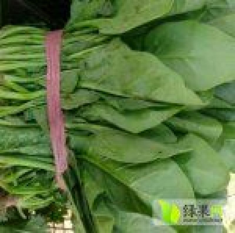 大叶菠菜