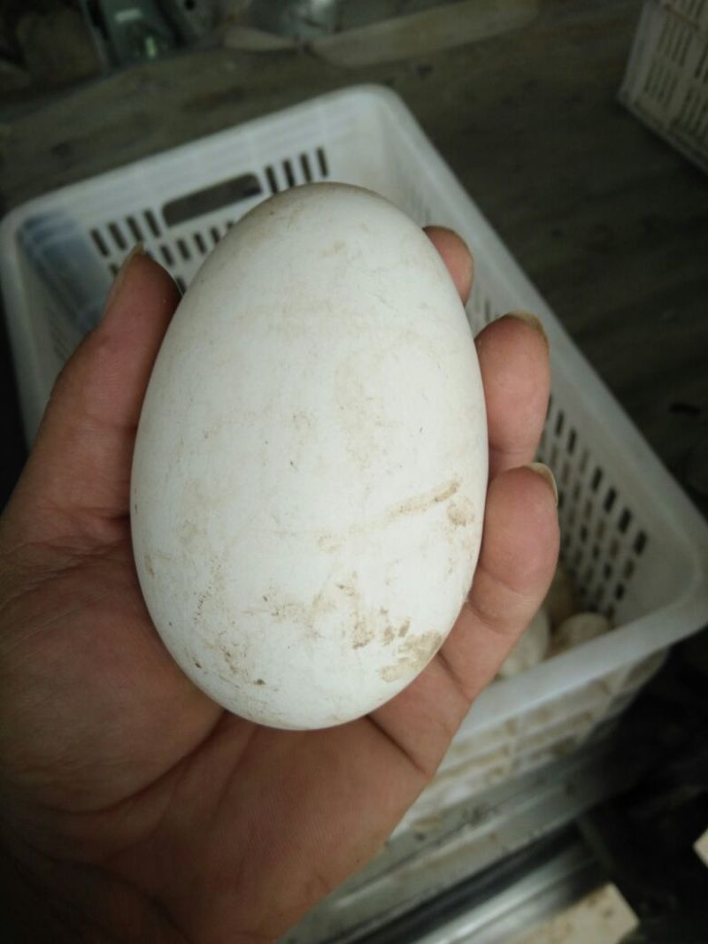土鹅蛋食用