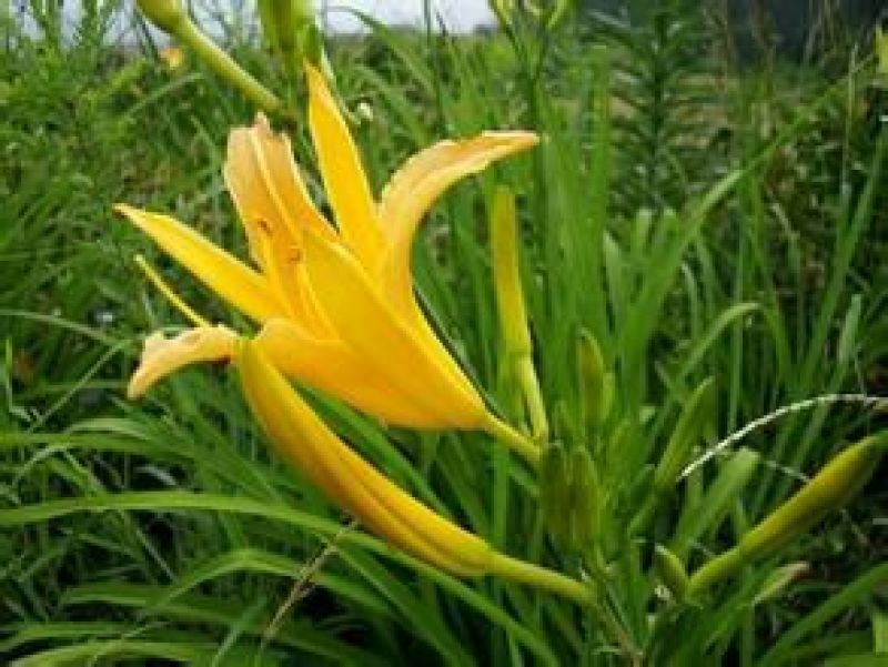 黄花菜散装二级