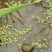 田螺作种鲜活