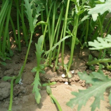 小叶茼蒿20~25cm