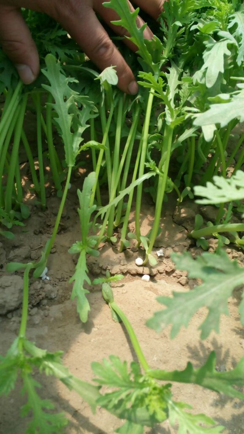 小叶茼蒿20~25cm
