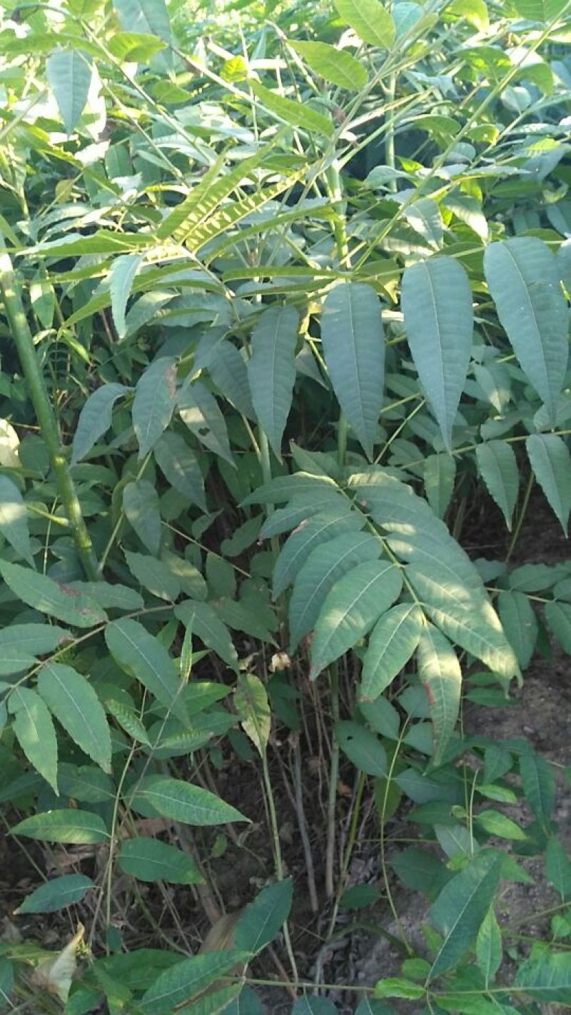 香椿苗80cm以上大棚