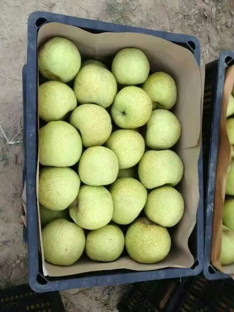 砀山梨光果350~400g基地直供保质保量口感好