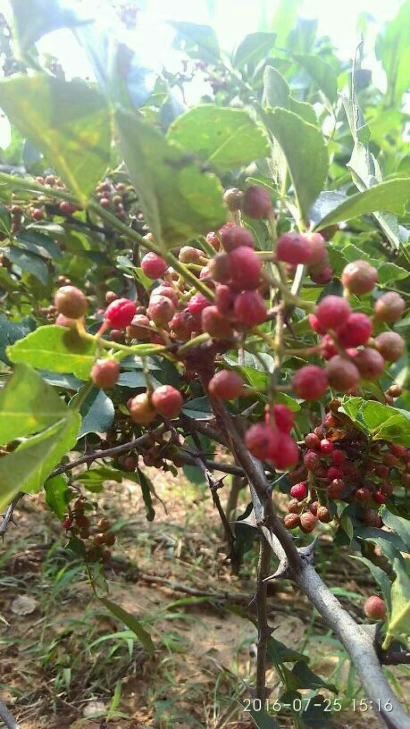 花椒苗1~2年