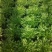 苦苣菜12~15厘米