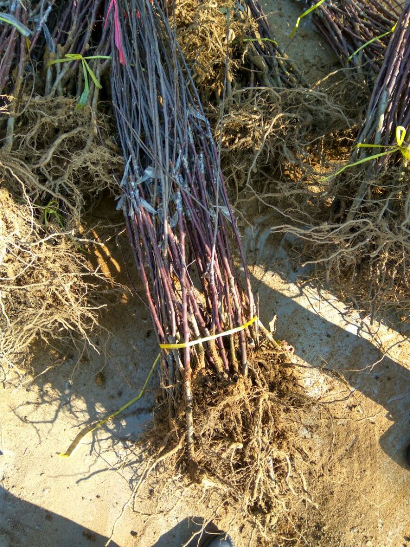 烟富8号苹果树苗矮化苹果苗苹果苗育苗基地苹果苗批发