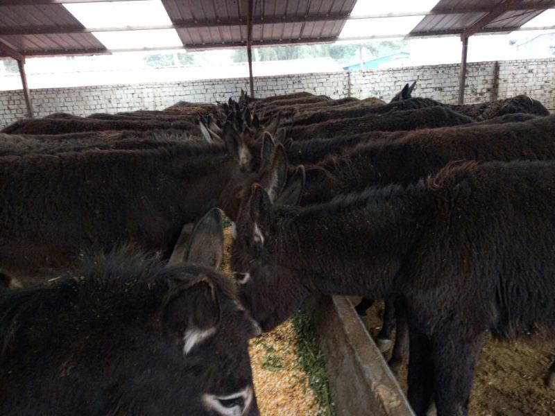 肉驴200~400斤