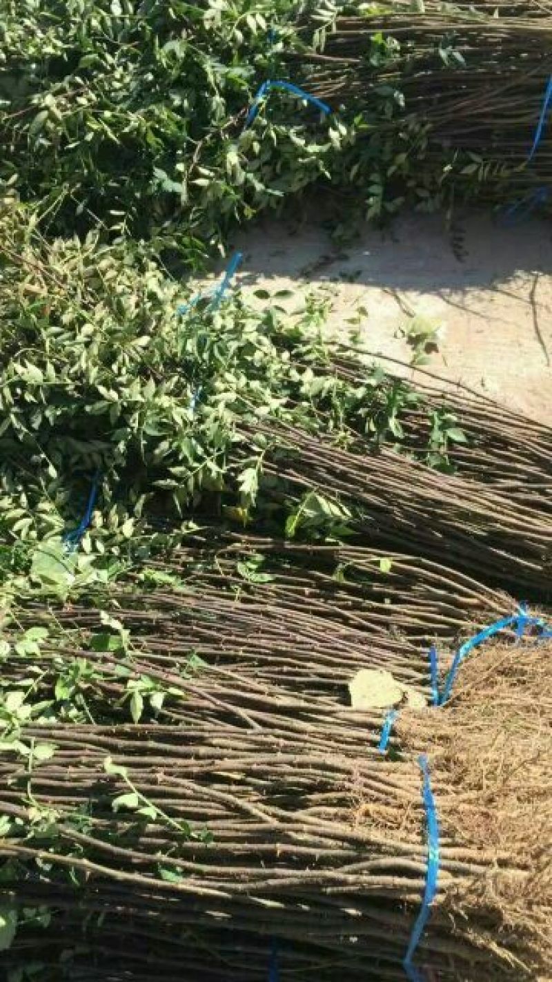 泰山大红袍花椒苗，1年苗，成活率高，规格齐全，价格优惠