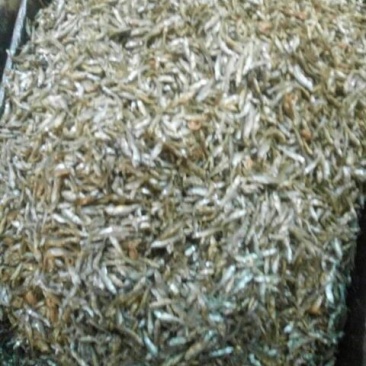 刁子鱼干