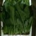 大叶菠菜25~30厘米