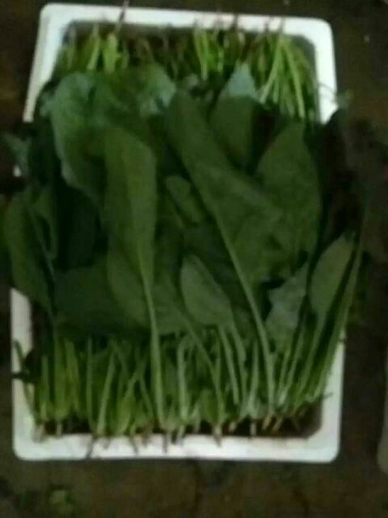 大叶菠菜25~30厘米