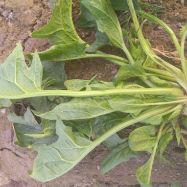 大叶菠菜15~20厘米
