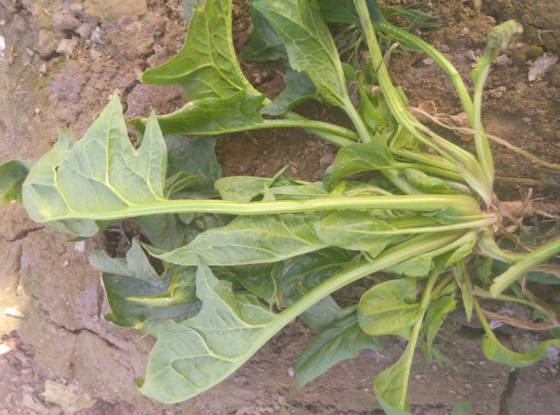 大叶菠菜15~20厘米