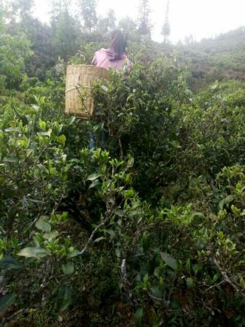 百年大树茶特级