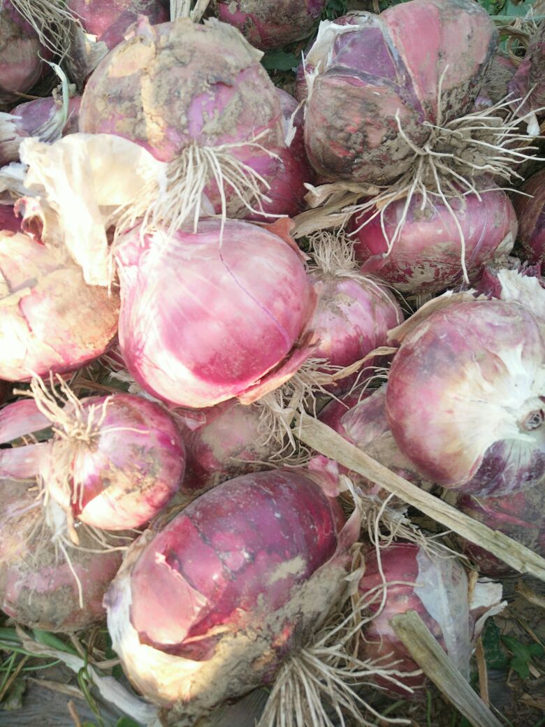 山东潍坊市寒亭区红皮洋葱 8厘米以上批发_孙