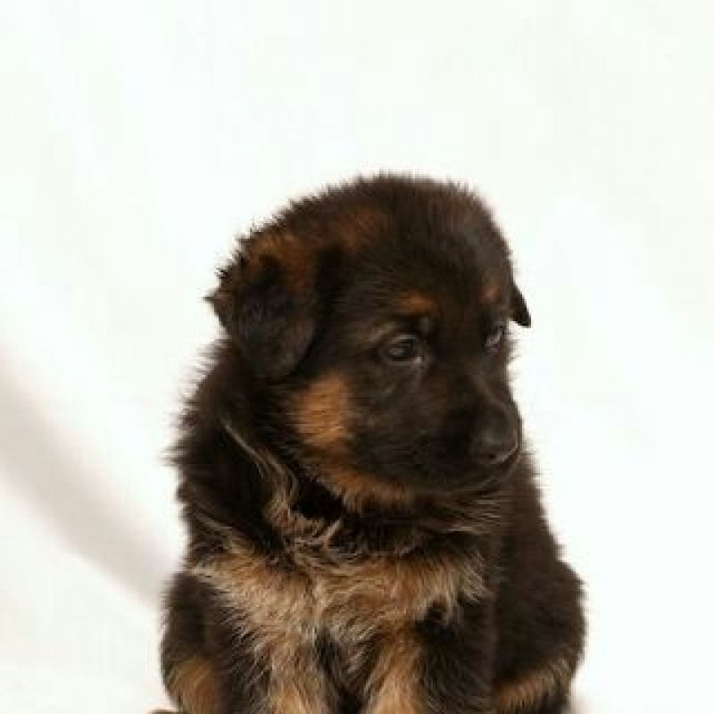 牧羊犬公幼年放牧犬公母都有任意挑选长毛德牧短毛德牧幼
