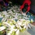 白萝卜1.5~2斤起