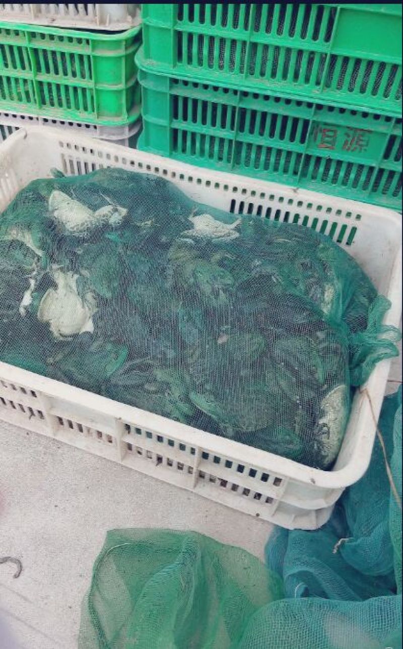 商品牛蛙商品牛蛙