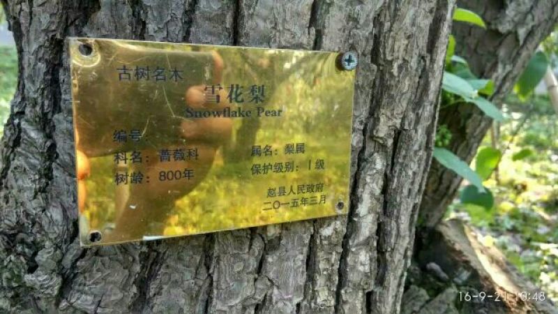雪花梨450~500g纸箱