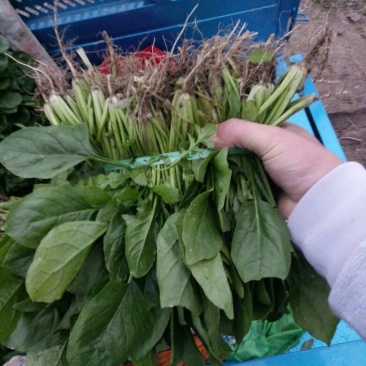越冬菠菜20~25厘米