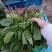 越冬菠菜20~25厘米