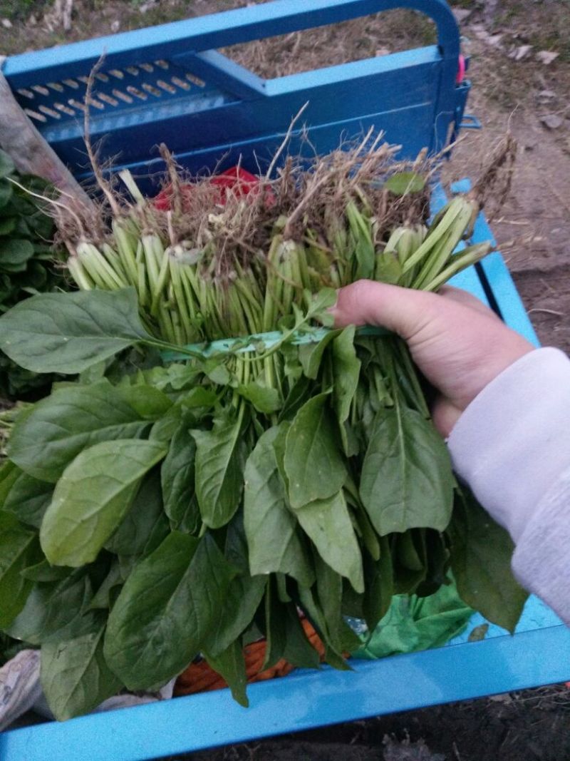 越冬菠菜20~25厘米