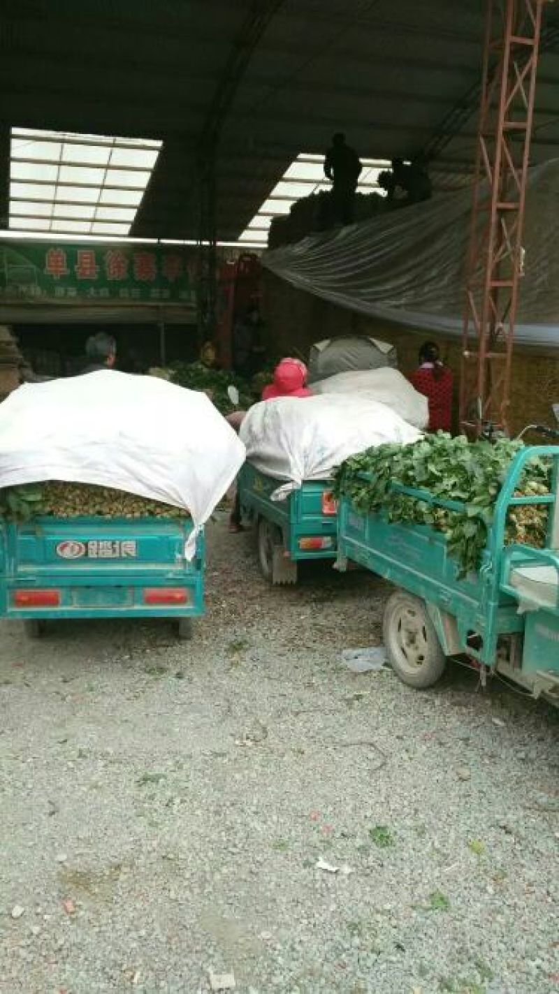 山东优质大叶菠菜大量上市诚信经营品质保证欢迎老板来电采购