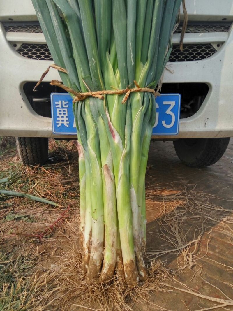超越巨葱40cm以上净葱3cm左右